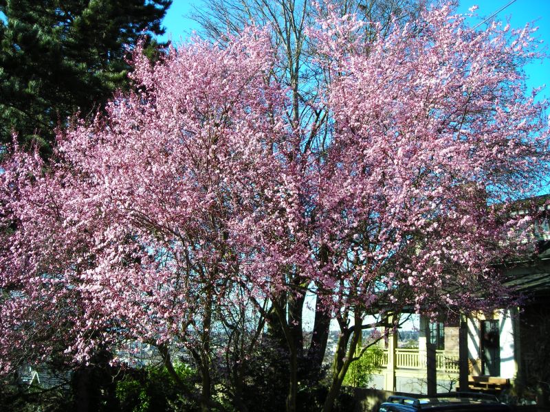 Albero di Ciliegio Albero di Ciliegio